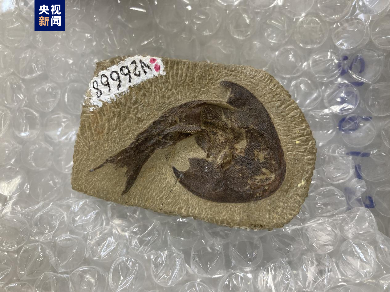 科学探索|“从鱼到人”演化过程长达5亿年左右 化石揭秘人类演化史