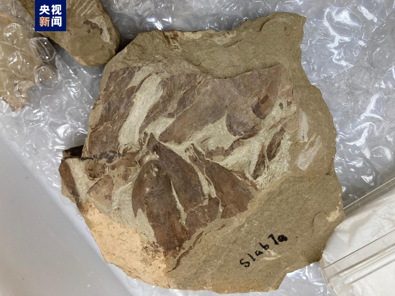 科学探索|“从鱼到人”演化过程长达5亿年左右 化石揭秘人类演化史