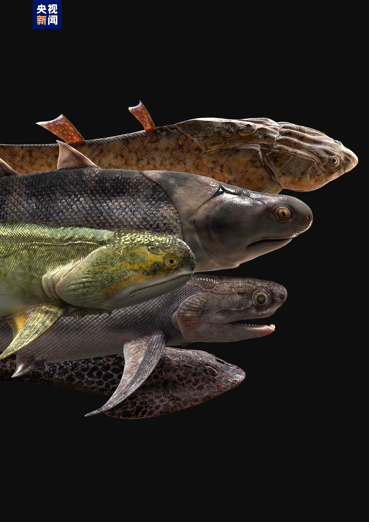 科学探索|“从鱼到人”演化过程长达5亿年左右 化石揭秘人类演化史