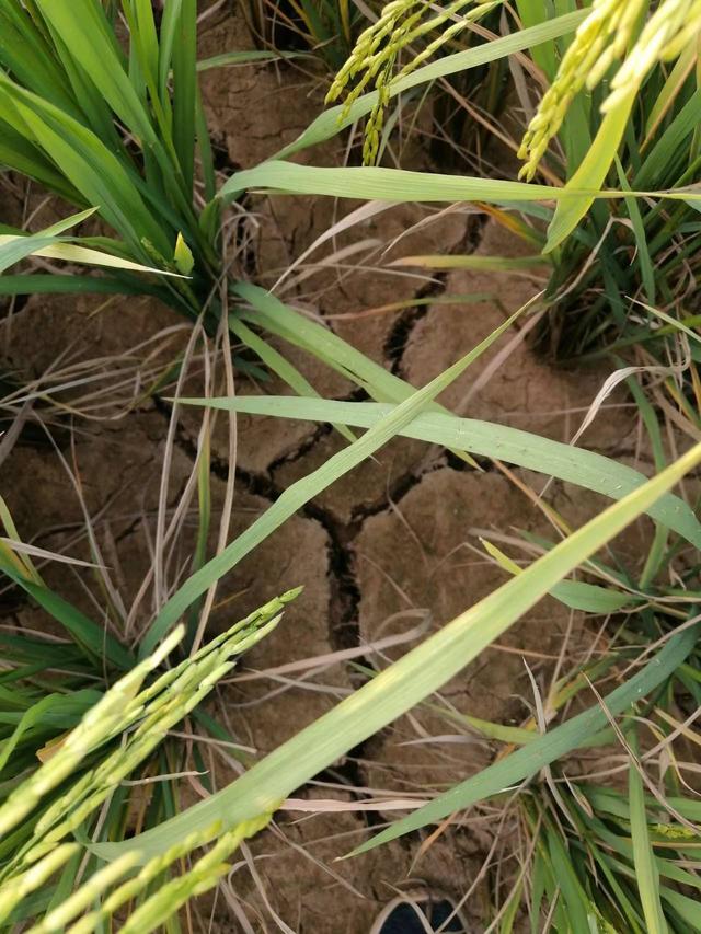 水稻田间干裂的土地。 受访者供图