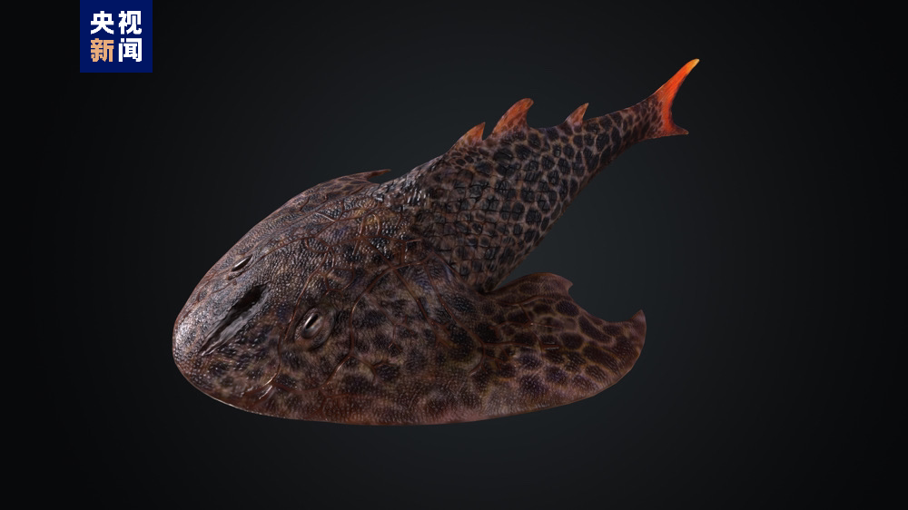 灵动土家鱼复原图