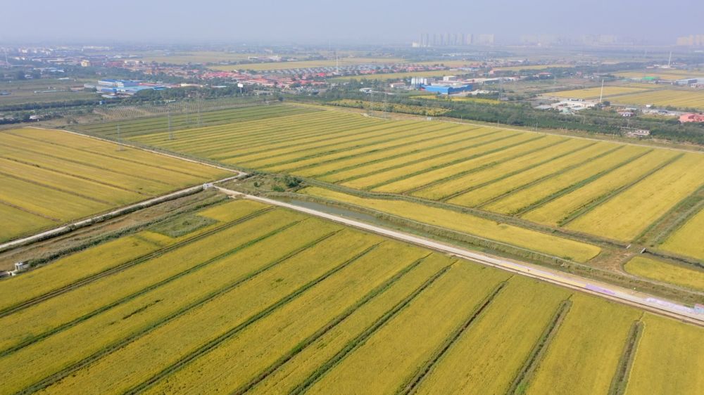 图为小站镇的片片稻田(无人机拍摄).新华社记者 李帅 摄