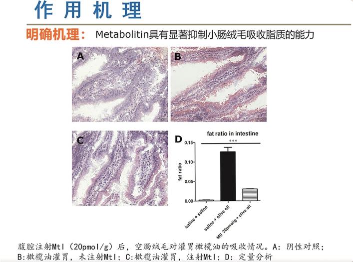 減肥藥物奧利司他的作用機制是_減肥藥物排行榜_藥物減肥