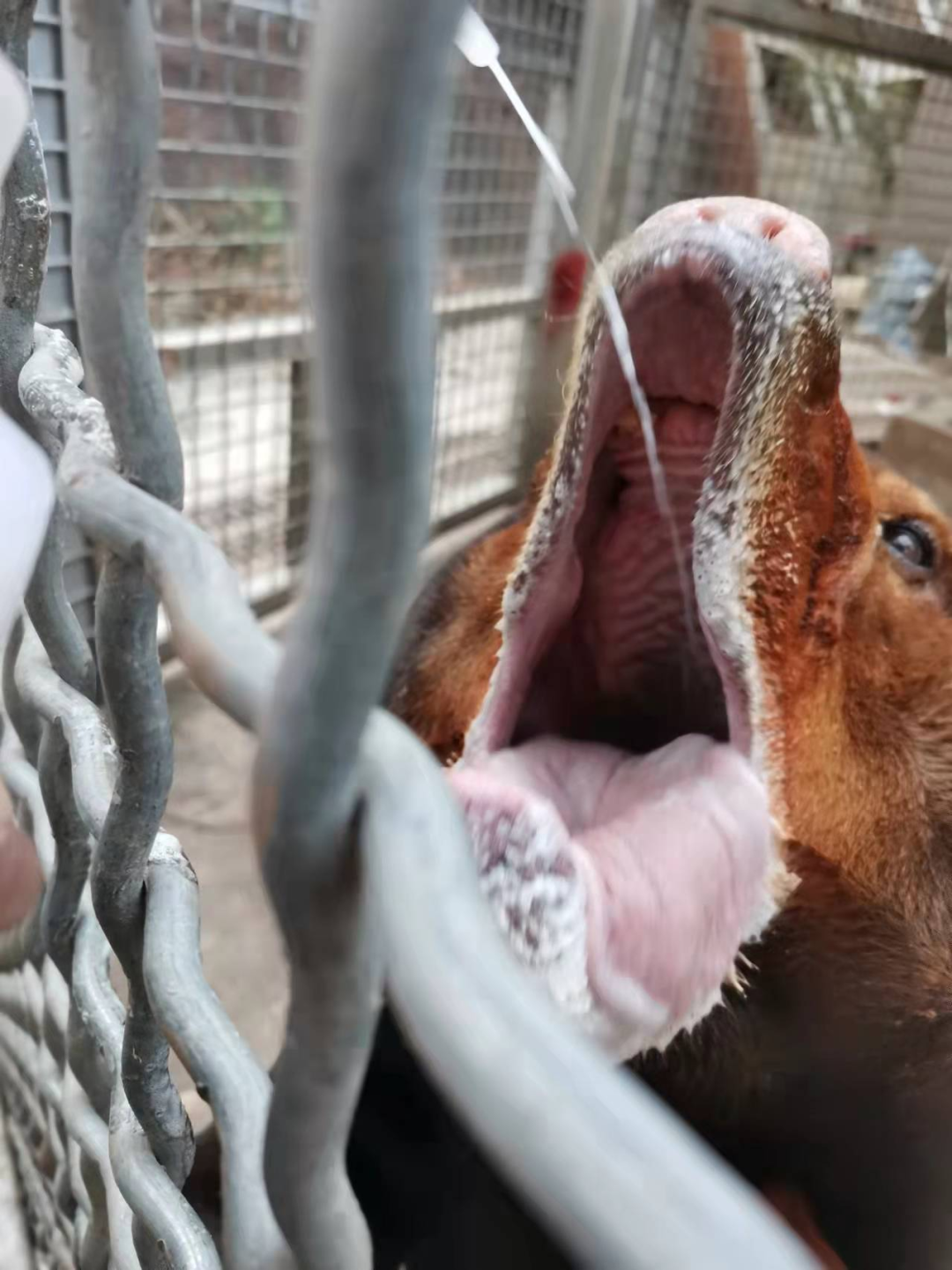 南京红山森林动物园老年马来熊"老马".图/受访者提供