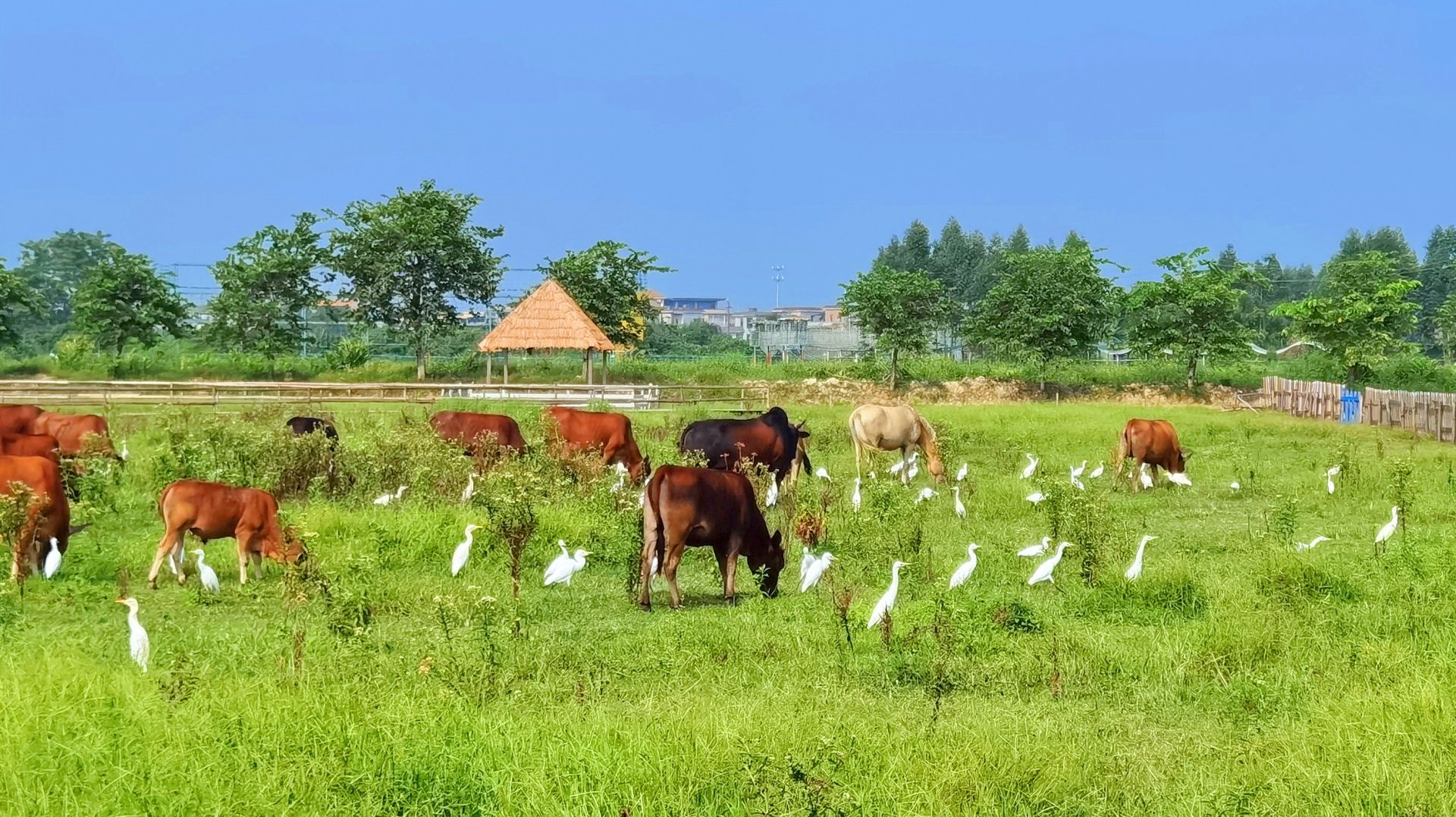 广州幸福田园犇牛牧场.景区供图