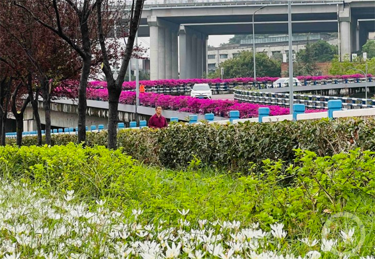 有点东西 山城立交 穿 花带高家花园有 花园 立交桥 新浪财经 新浪网 有点东西 山城立交 穿 花带高家花园有 花园 立交桥 新浪财经 新浪网