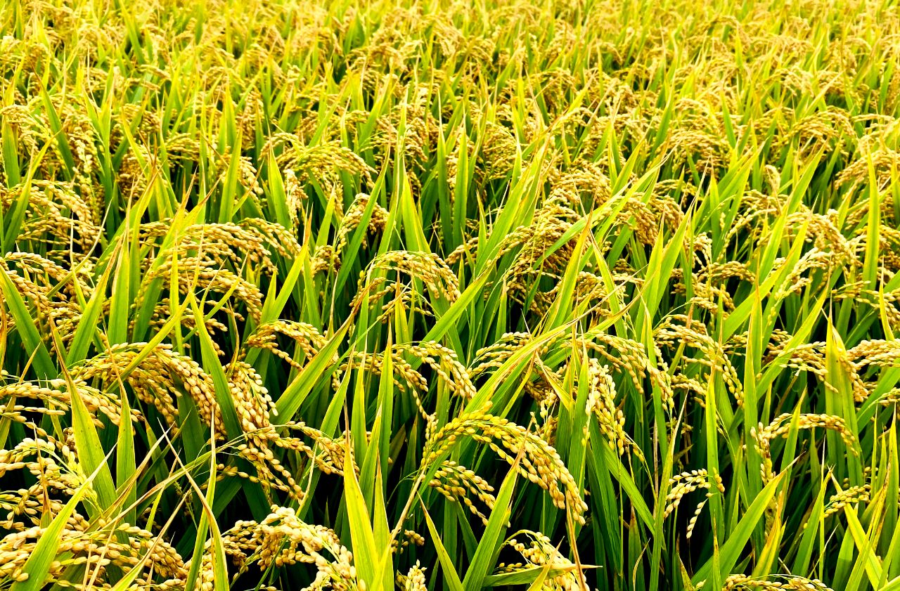 金秋时节,走进山东省临沂市郯城县水稻种植区域,只见一片片水稻长势喜