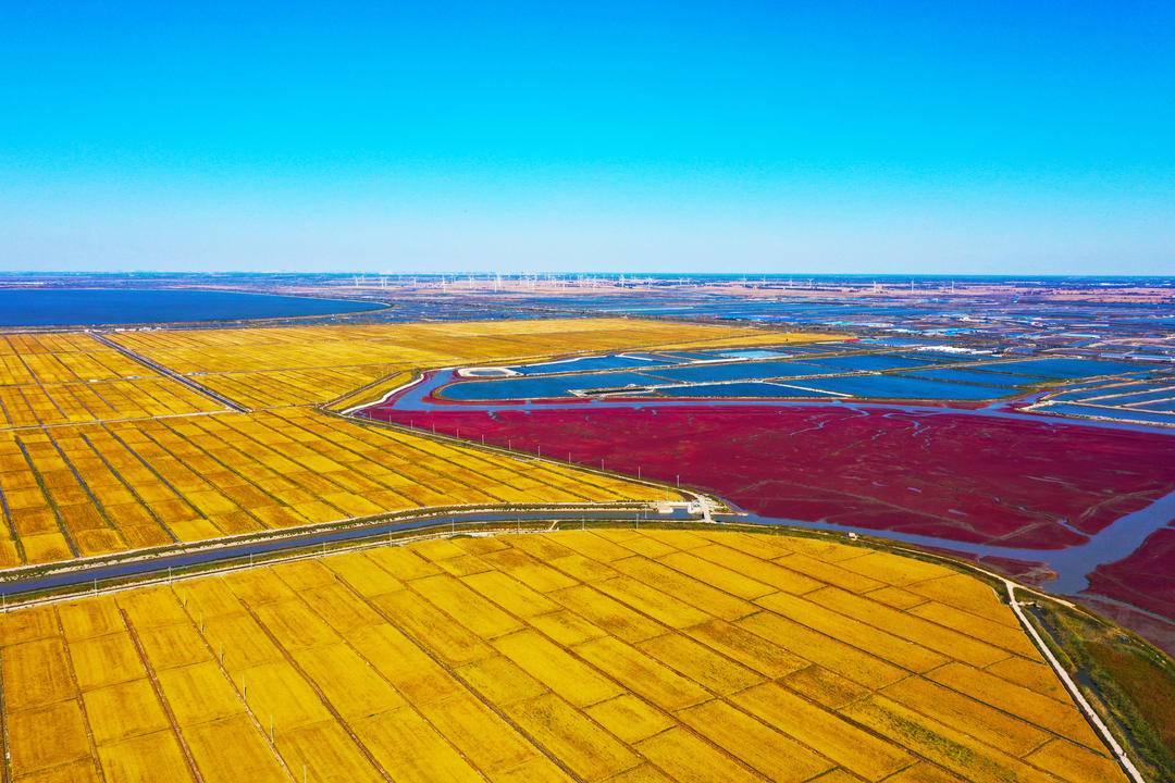 盘锦:红黄秋色好"丰"景|水稻_新浪财经_新浪网