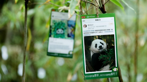 　　名创优品联合中国绿化基金会号召全球消费者关注和守护大熊猫