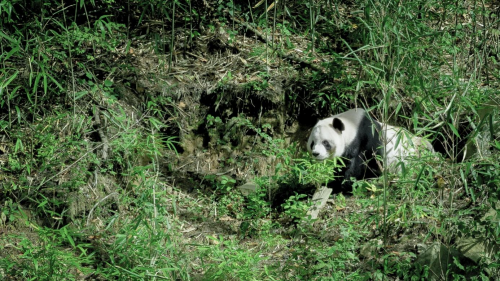 　　陕西南部的秦岭地区是我国大熊猫分布的重点区域