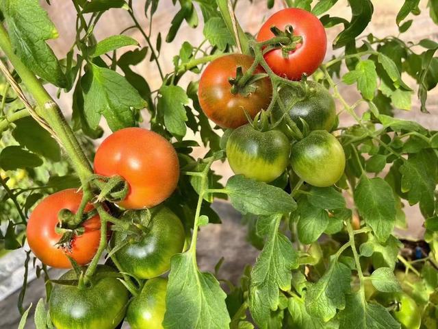 大棚內種植着新鮮的西紅柿。受訪者供圖