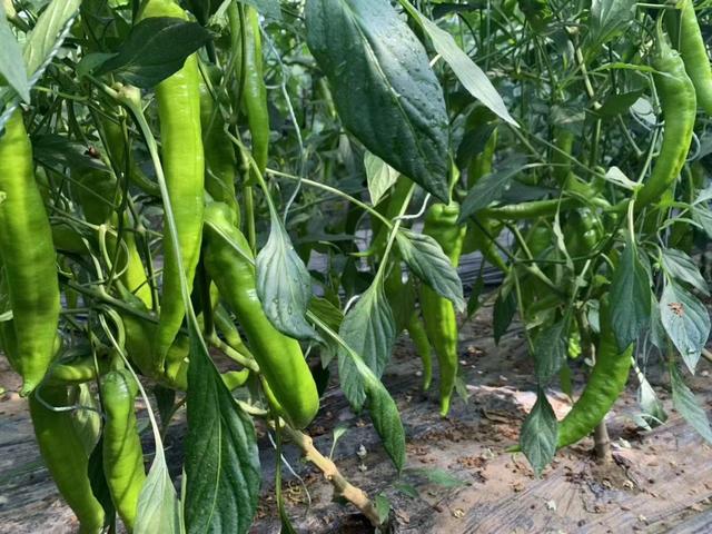 辣椒大棚里，一個個成熟的辣椒掛滿枝頭。受訪者供圖