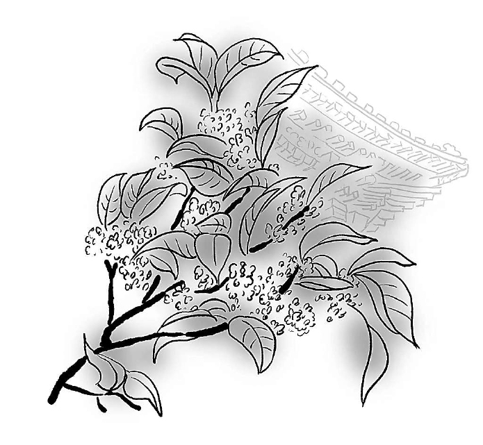 只见仁寿殿,德和园,北如意门内等处摆放了一盆盆,一缸缸的大型桂花树