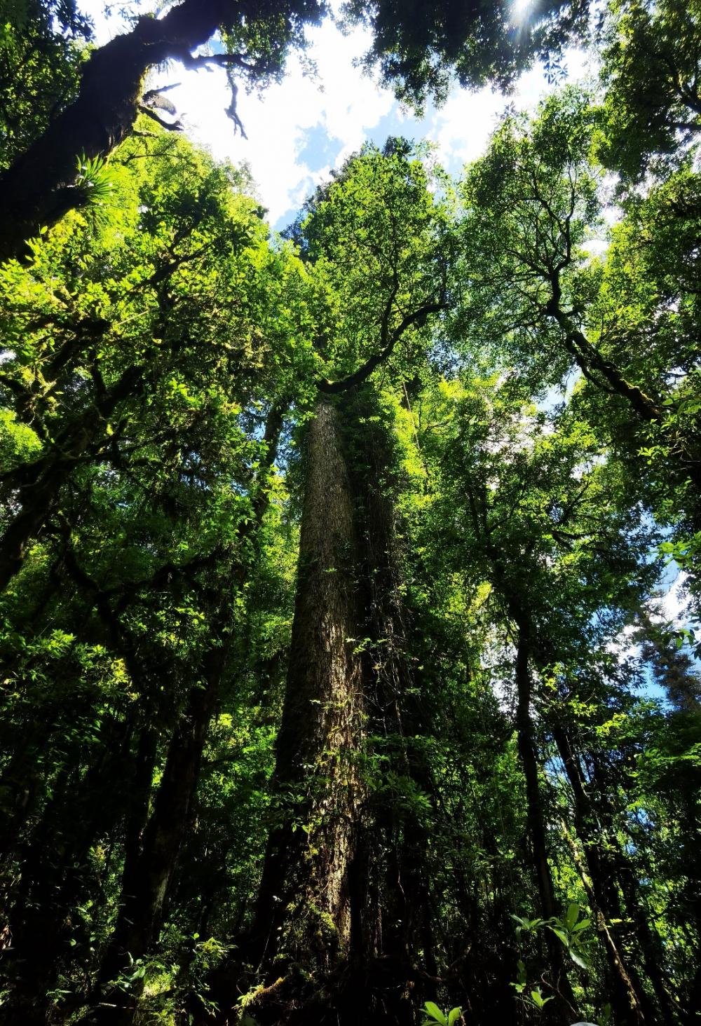 "中国第一高树"83.