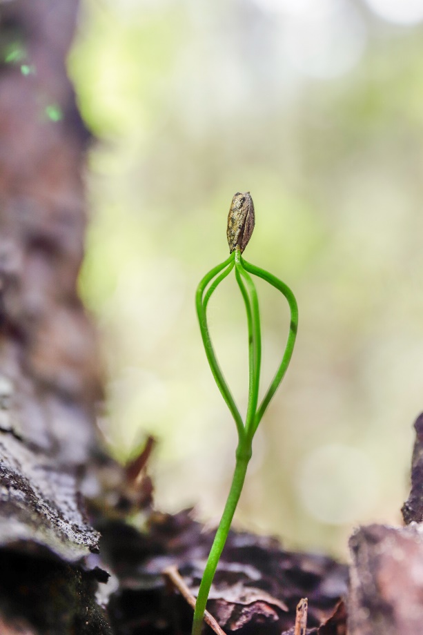 巨树群落中的华山松幼苗  科考队员,中科院植物研究所 王孜博士