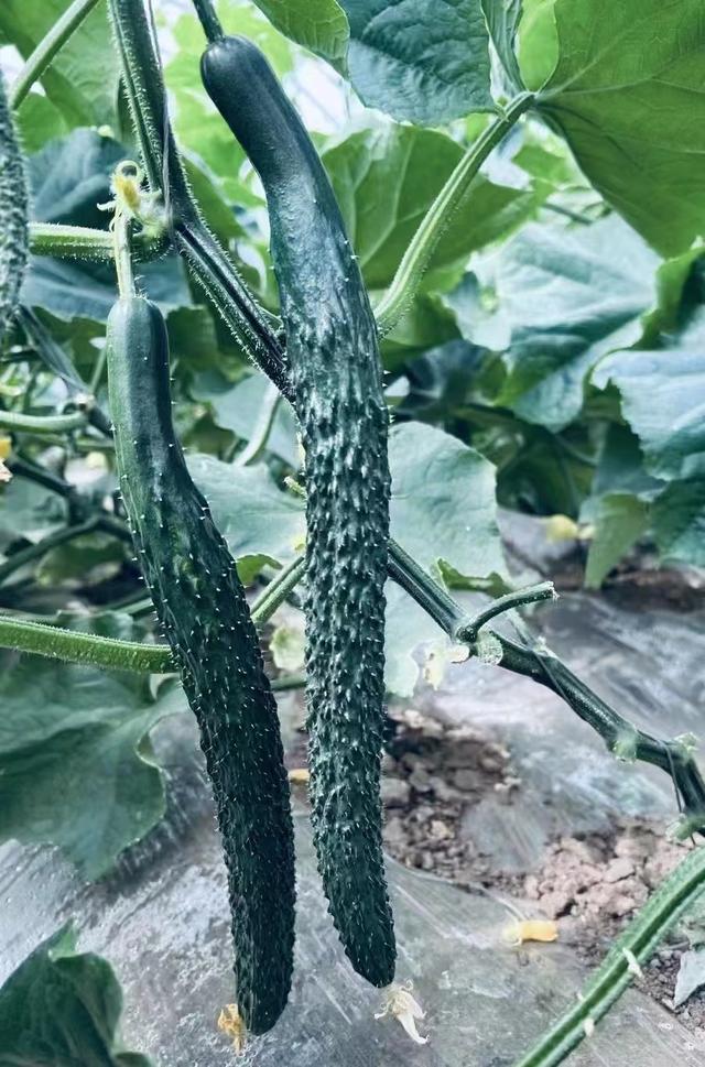 基地內的黃瓜「頂花帶刺」。受訪者供圖