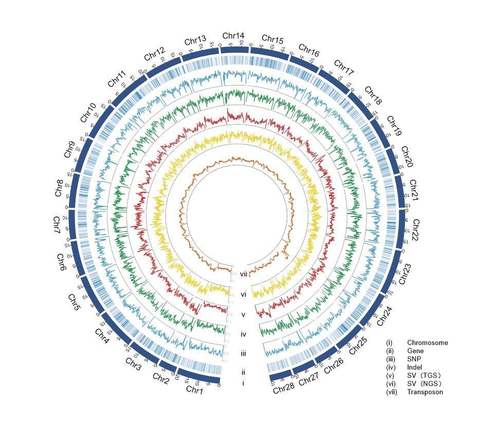 家蚕超级泛基因组图谱.(受访者供图)