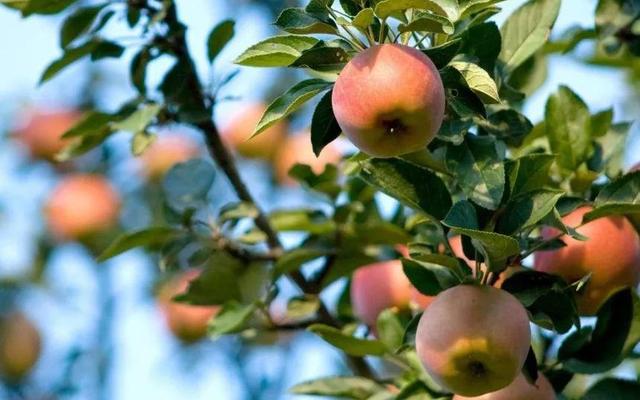 口感脆甜的延庆国光苹果.受访者供图