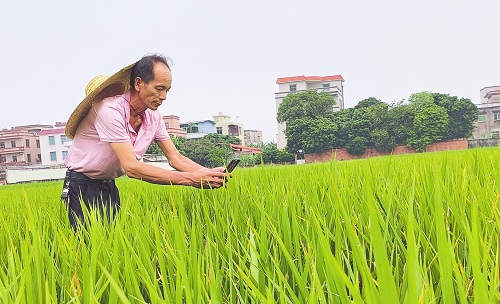 “高州市”为乡村架起信息高速路