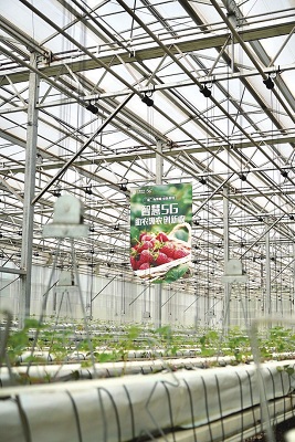 “云南省”如何实现“草莓自由”？“云果产业大脑”为农业生产赋能