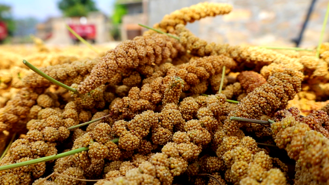 河南省卫辉市狮豹头乡大池山村的谷子进入成熟期,村民忙着收获.