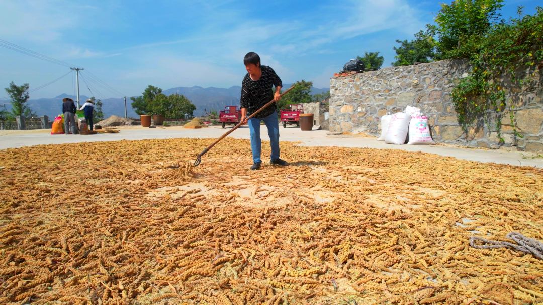 河南省卫辉市狮豹头乡大池山村的谷子进入成熟期,村民忙着收获.