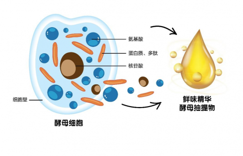 酵母以及酵母加工制品的意义与作用|酵母|健康_新浪新闻