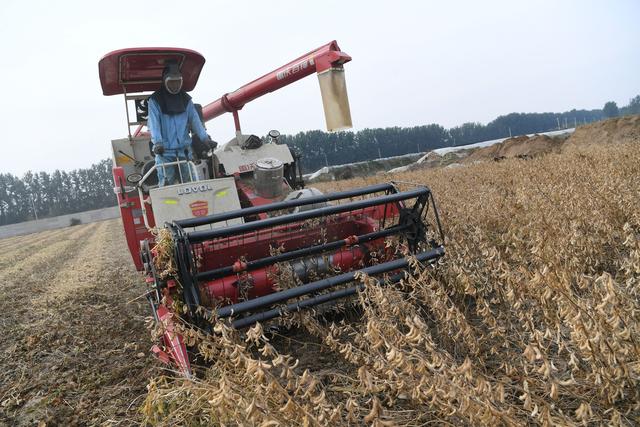 收割机正在收割大豆.新京报记者 王颖 摄