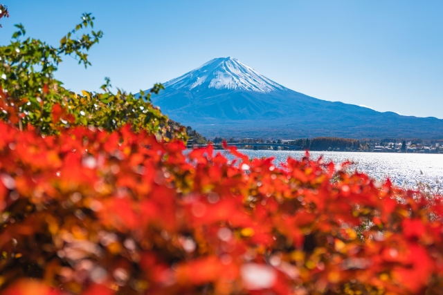 又到一年赏枫时 富士山下红叶正盛 手机新浪网