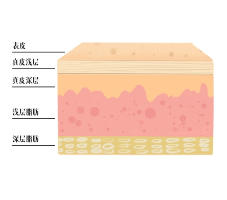　　5大皮层示意图