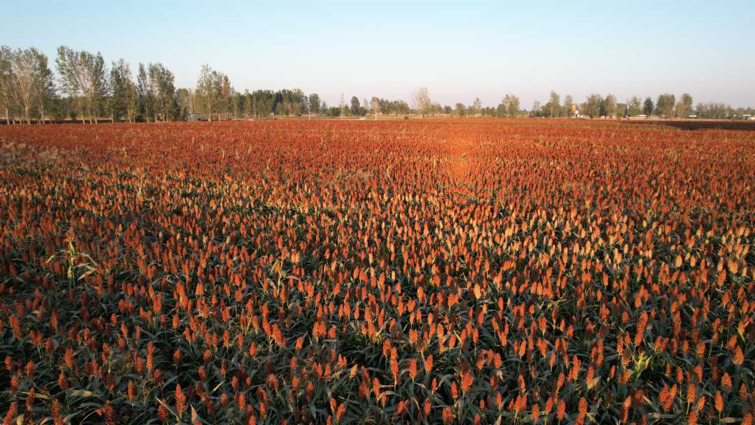 10月10日,河南范县辛庄镇崔付孟村五粮红高粱种植基地.石玉坤摄