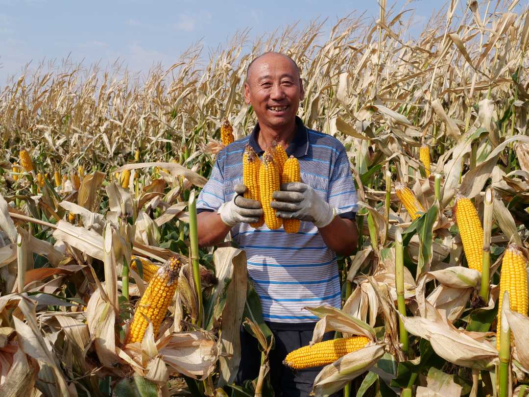 农民手捧玉米棒.刘源丰摄