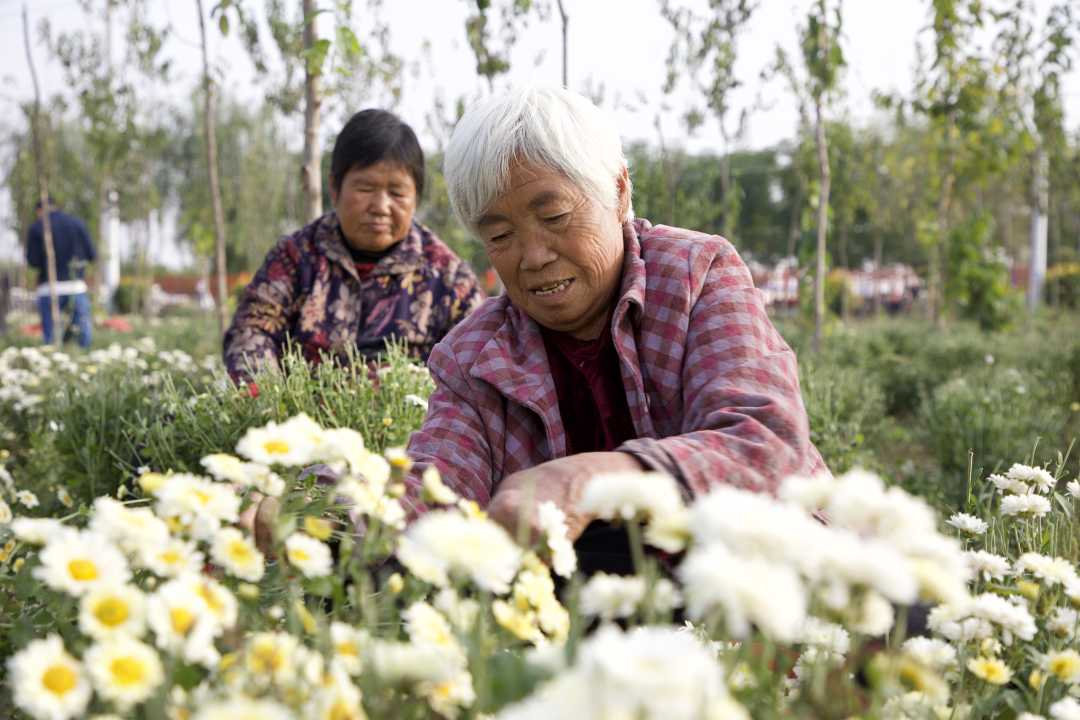 南乐县杨村乡村民正在采摘菊花.王晰摄