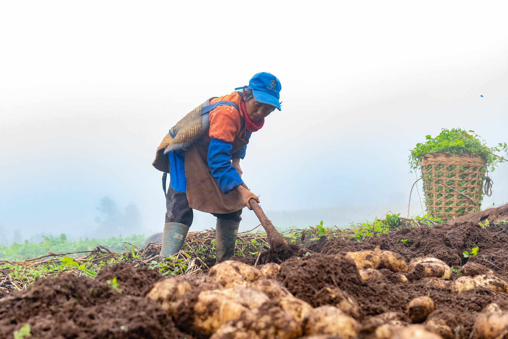 农商金融政策扶持 "土疙瘩"变"金蛋蛋"|马铃薯|蛋蛋_新浪科技_新浪网