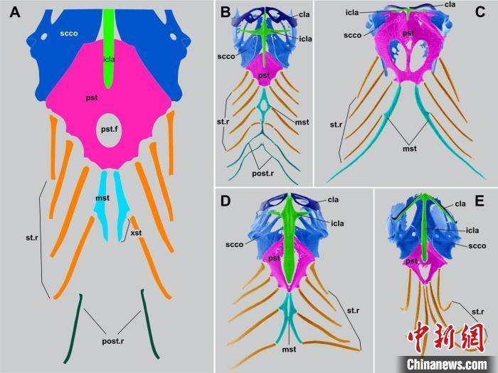 有鳞类胸骨结构的多样性:a.胸骨结构示意图;b.板蜥科;c.美洲鬣蜥类;d.