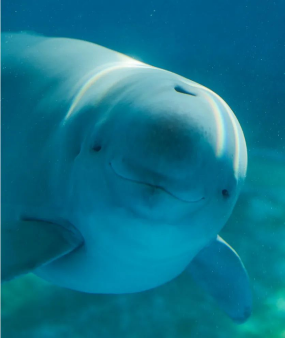 白鱀豚馆内的小江豚yyc.图片来源:武汉白鱀豚保护基金会