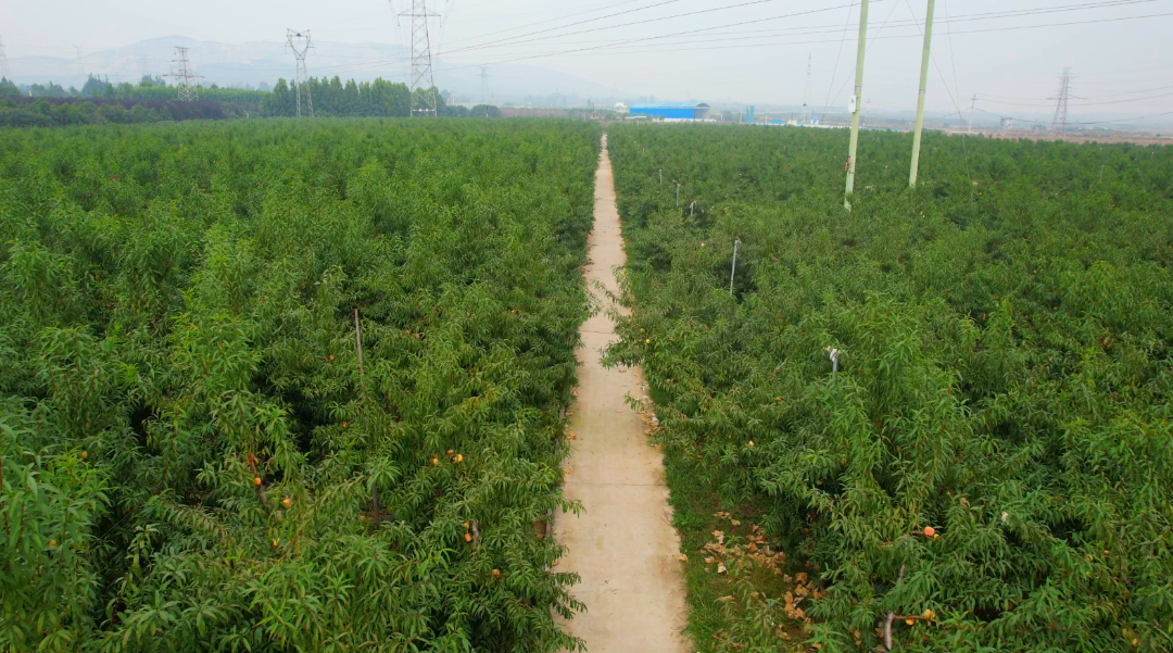 河南卫辉3万亩特色冬桃迎丰收_新浪财经_新浪网