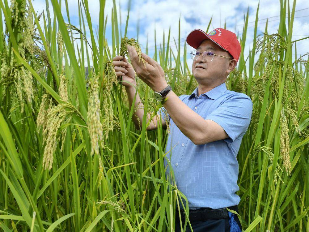 云南省农科院粮作所所长李小林在巨型稻稻田里工作(受访者供图)