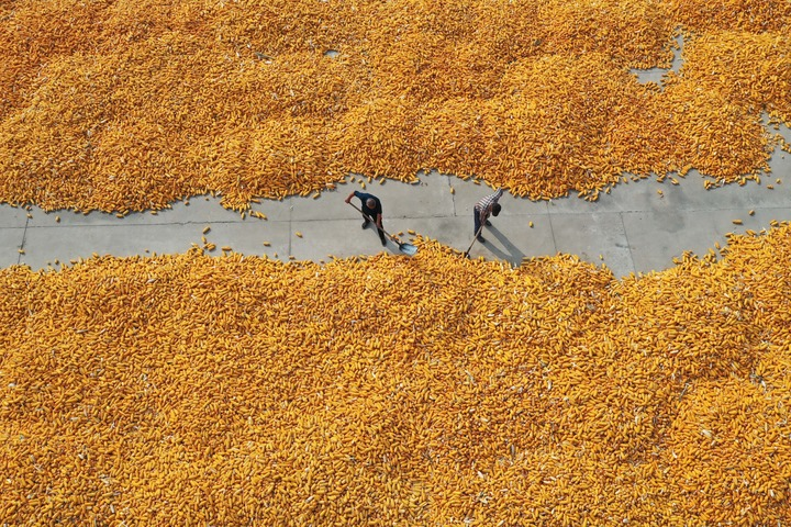 10月14日,河北省晋州市周家庄乡农民在晾晒收获的玉米(无人机照片).