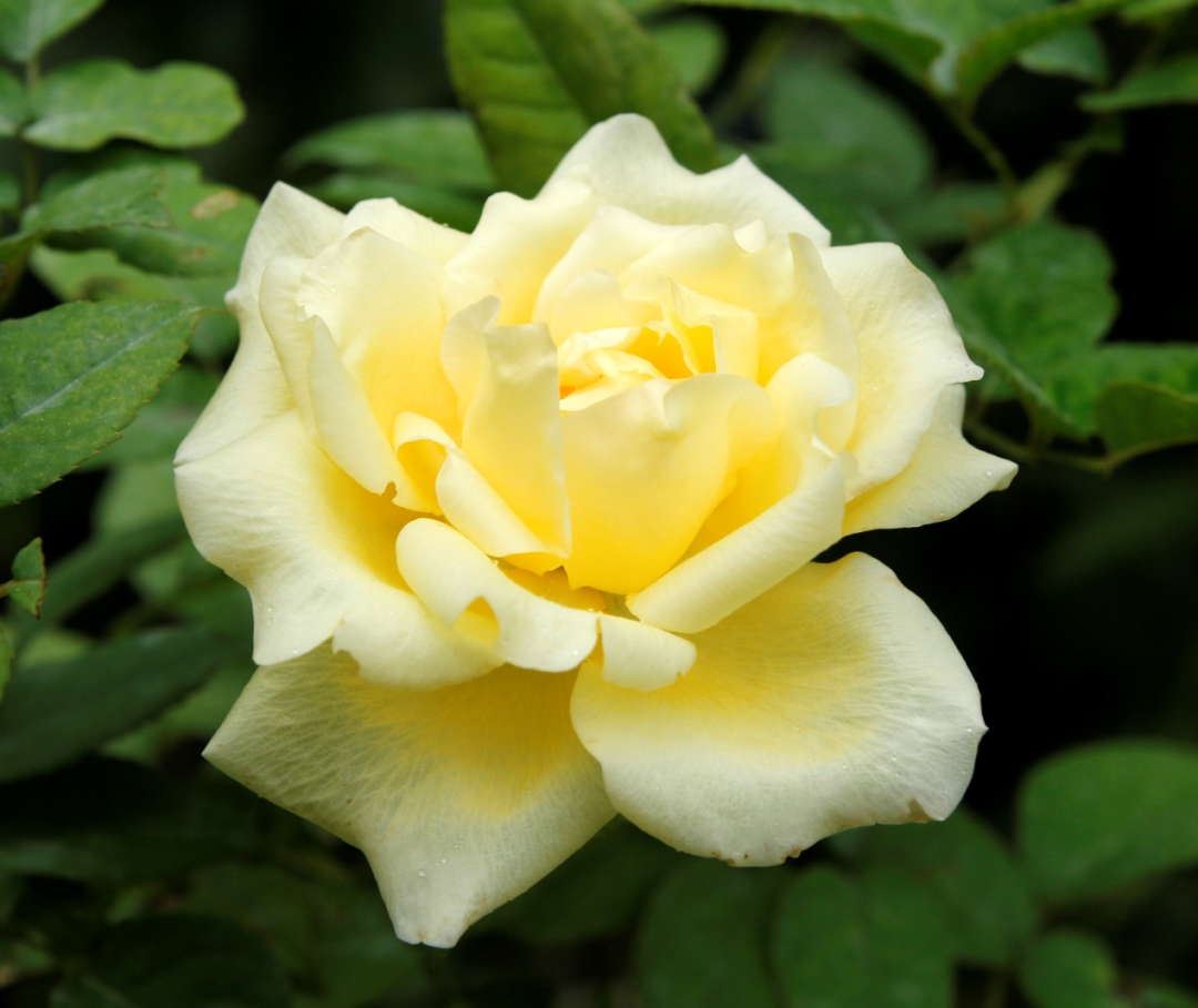 新西兰也罢,南半球植物园不少,月季园更多