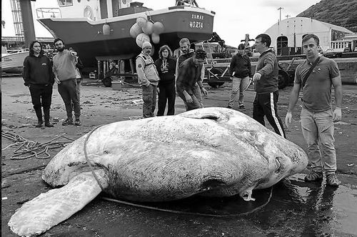 “翻车”全球最重硬骨鱼达2744千克