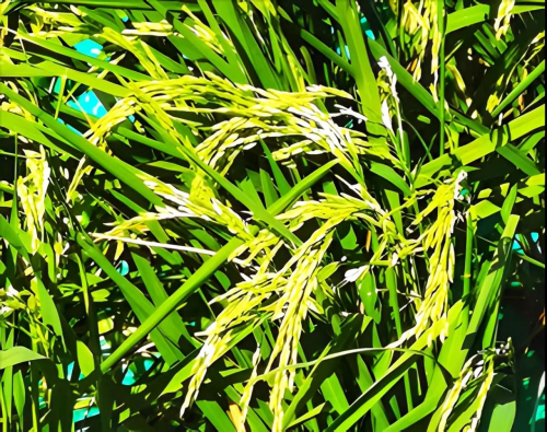 　　试验后的水稻，结满稻穗
