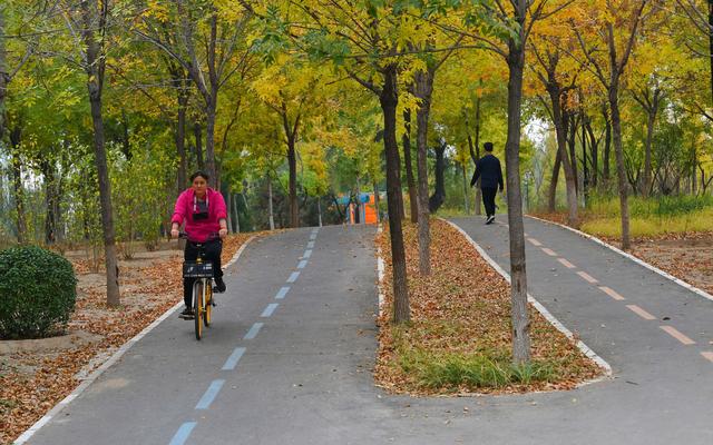 10月20日，望和公园北园骑行绿道两侧树叶变黄，骑行爱好者一齐秋色相伴。新京报记者 王贵彬 摄