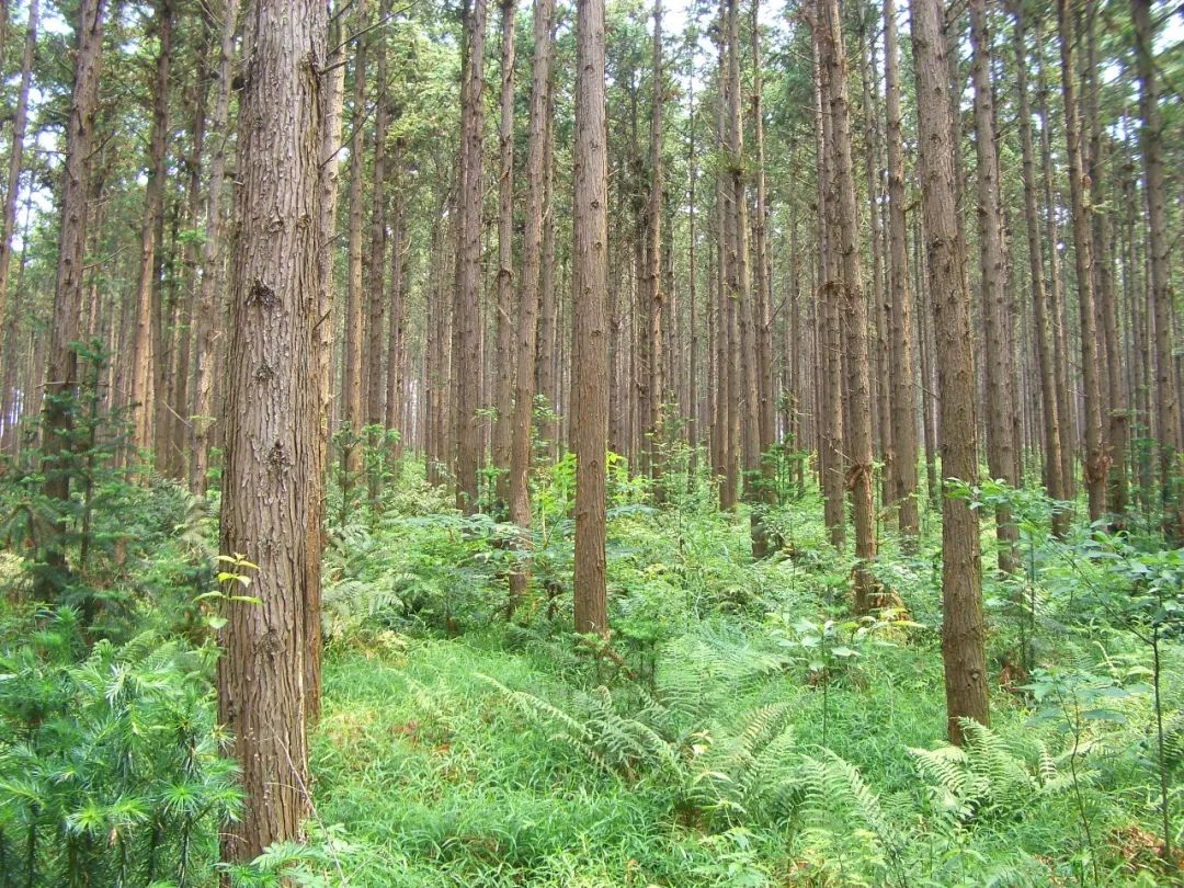中国林科院公布近十年创新成绩单|中国_新浪财经_新浪网