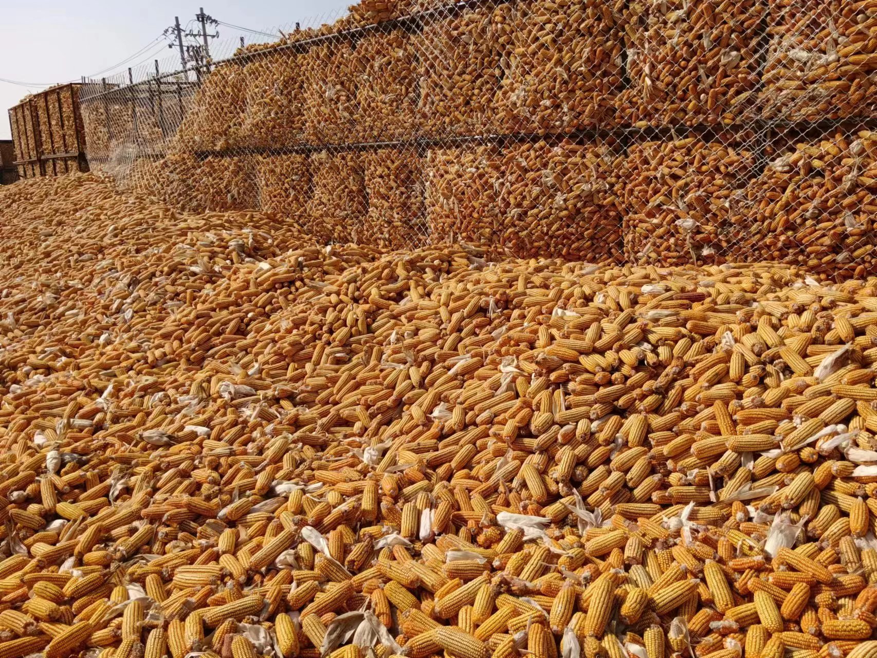 河南省安阳市安阳县永和镇利英种植专业合作社收购的玉米棒.卫海霞摄