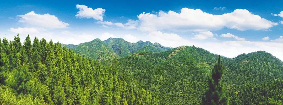 马尾松二代良种示范林&nbsp;亚林所供图