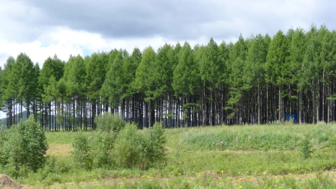 落叶松人工林&nbsp;林业所供图