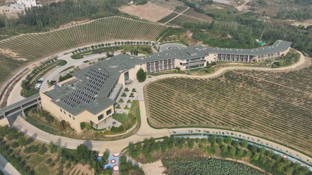 河北昌黎酿酒葡萄进入采收季节_新浪财经_新浪网