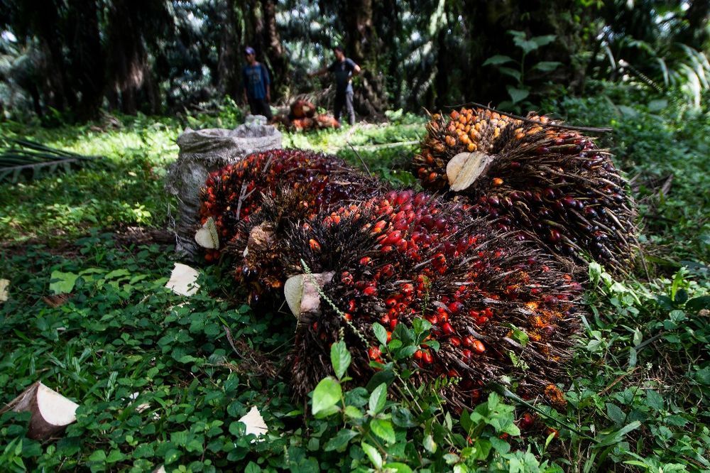这是2022年4月26日在印度尼西亚茂物一处油棕种植园拍摄的棕榈果.