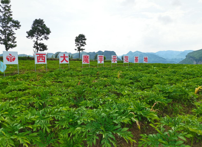 ▲ 西大魔芋贵州玉龙坝白魔芋种植基地。蒋学宽/摄